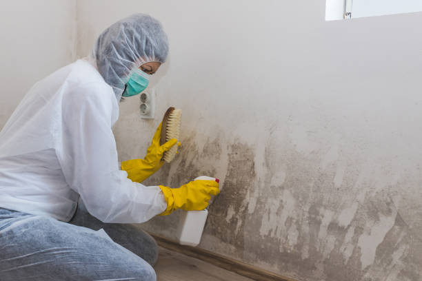 Mold Documentation for Insurance Claims in Canal Fulton, OH